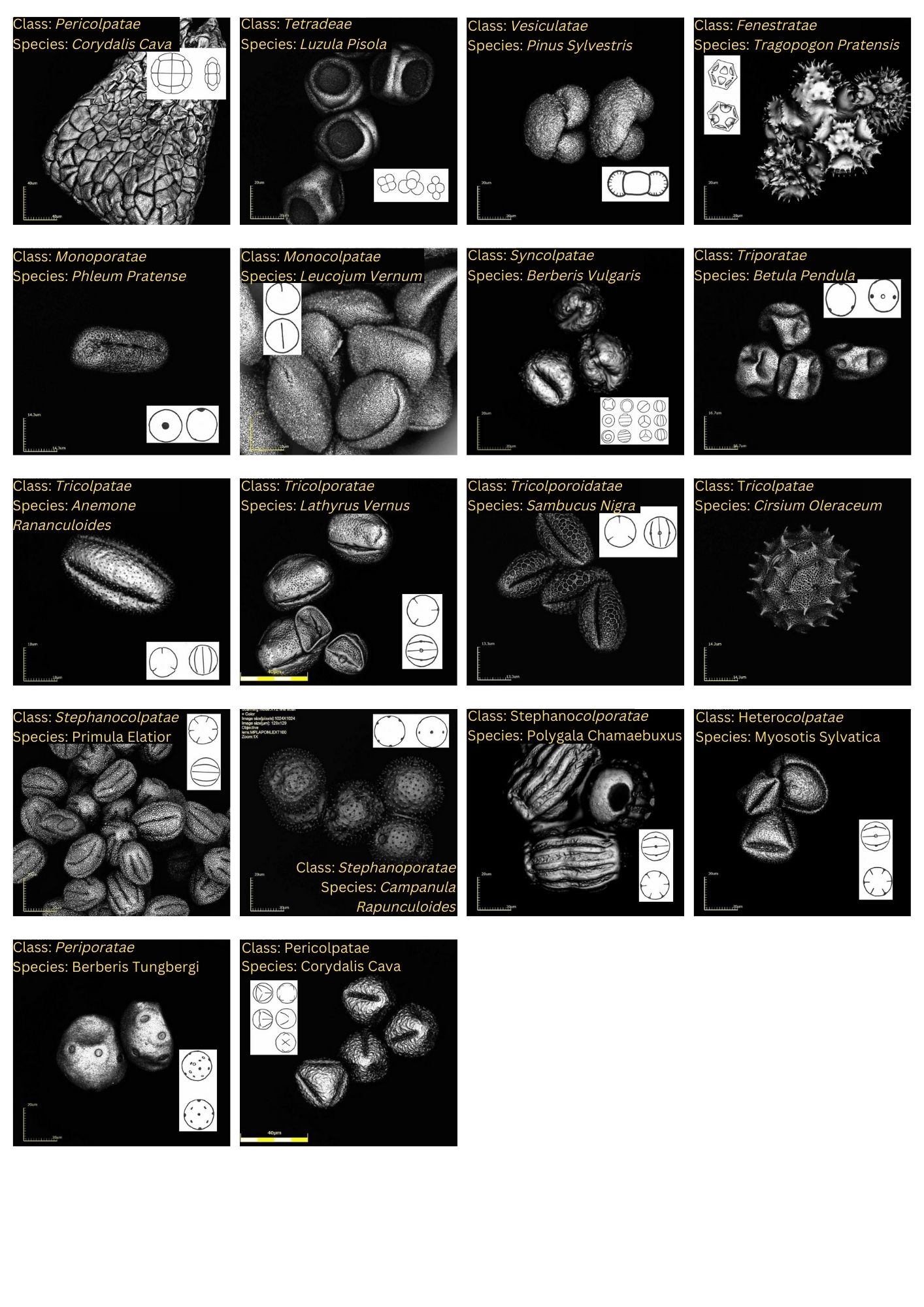 Plant Pollen Identification And Characterization Anapath